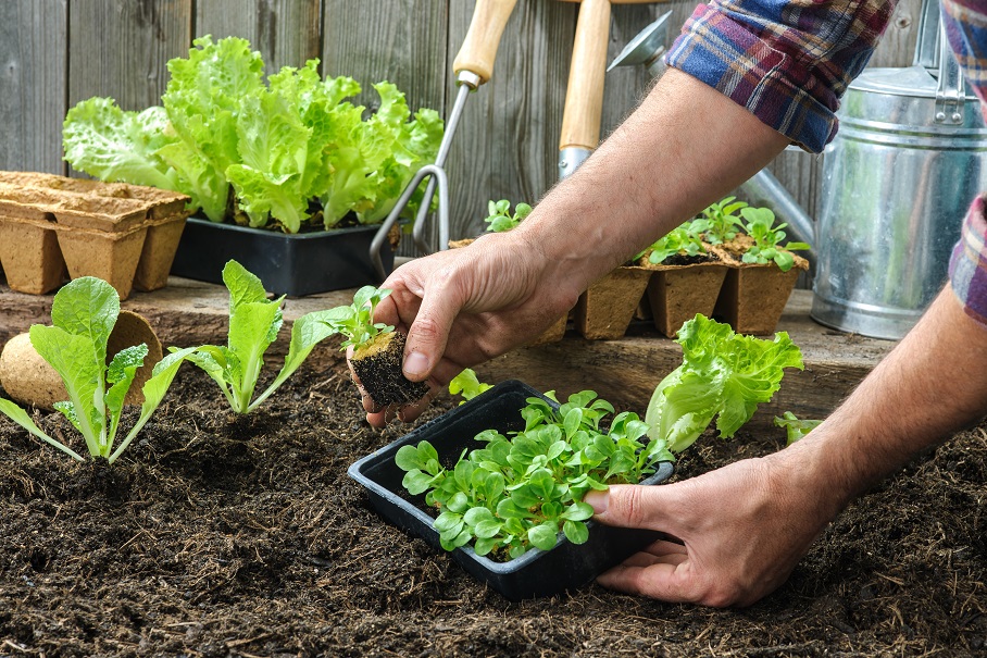 Gardening